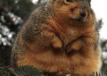 Fat squirrel